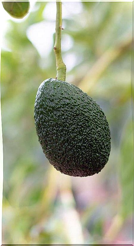 Avocado on the branch