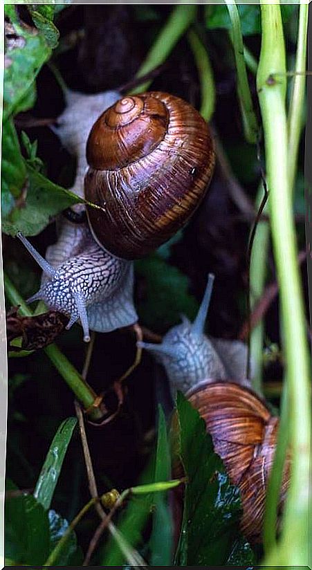 Snails