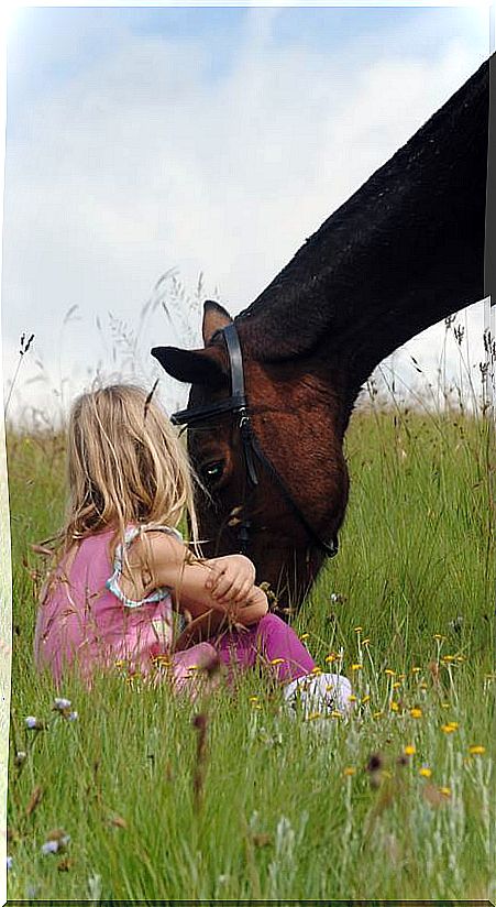 equine therapy 