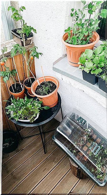 Urban garden in pots